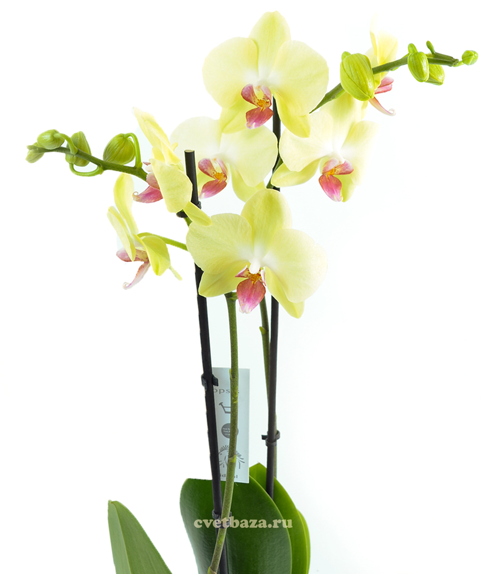 Купить орхидею в сочи. Бледно желтая Орхидея в горшке. Сокол магазин орхидей. Желтая Орхидея купить. Хатуюки Орхидея купить.