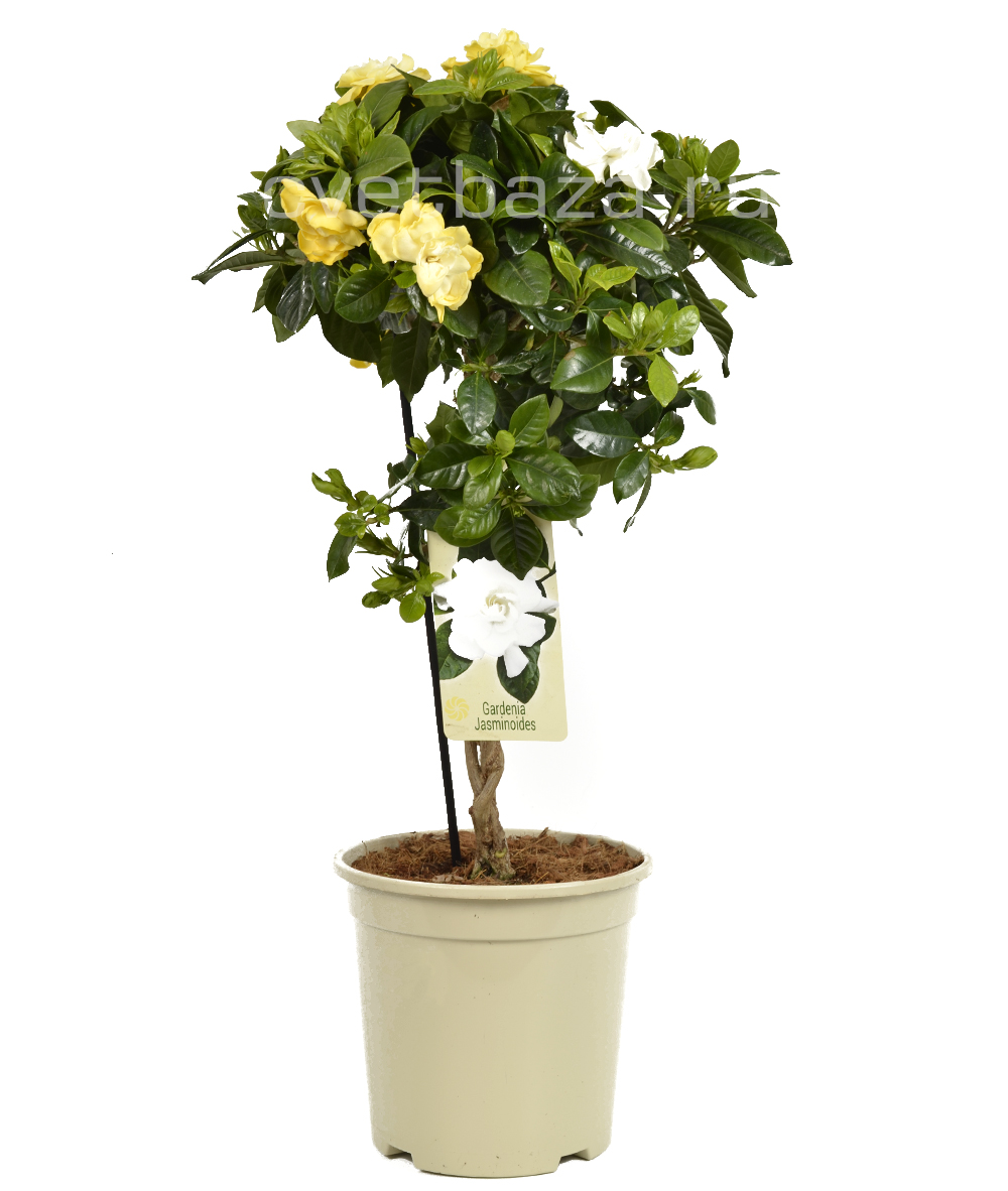 Gardenia Интернет Магазин Растений