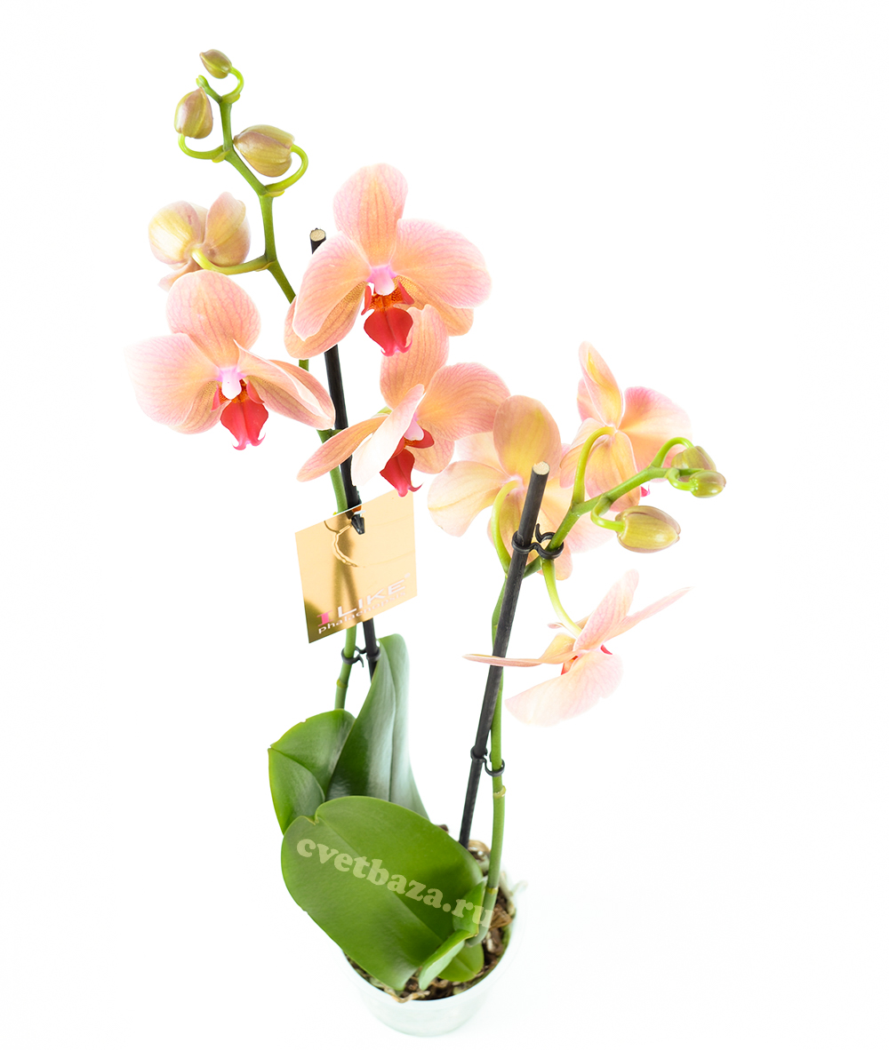 Орхидея купить в оренбурге