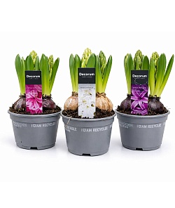 ������� ����