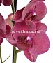 Орхидея фаленопсис №16  Бордовый