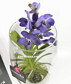 Орхидея Ванда синяя