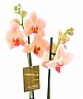 Орхидея Фаленопсис №5 Желто-розовый