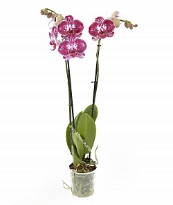 Орхидея Фаленопсис №10 Фиолетовый с рисунком