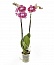 Орхидея Фаленопсис №10 Фиолетовый с рисунком