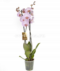 Орхидея Фаленопсис №12 Белая с рисунком