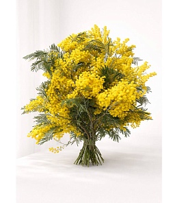 ������ (�����)