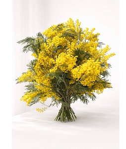 ������ (�����)