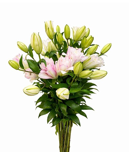 ����� �������