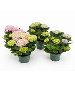 ��������� � ������ � ������������