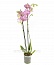 Орхидея Фаленопсис №12 Розовый с рисунком