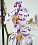 Орхидея Фаленопсис №2