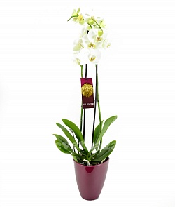 Кашпо для орхидеи №2