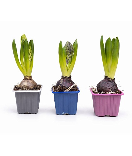 ������� � ����������� ����������