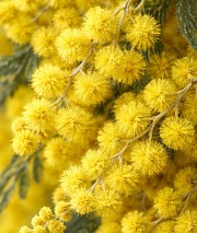 ������ (�����)