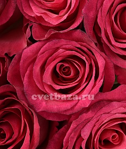Букет №88 Розы Малиновые ( из 51 розы)