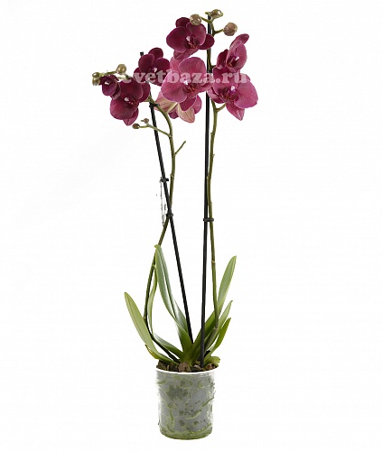 Орхидея фаленопсис №16  Бордовый