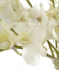 Орхидея Дендробиум Белый