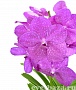 Орхидея Ванда розовая