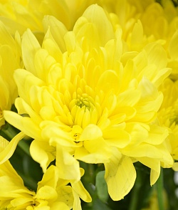 Кустовая хризантема желтая