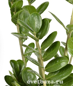 Замиокулькас (zamiifolia)