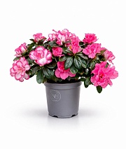 ������ ����