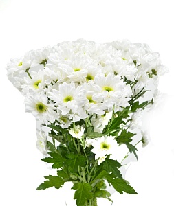 Кустовая хризантема белая