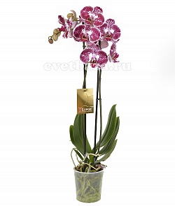 Орхидея Фаленопсис №11 Фиолетовый с рисунком