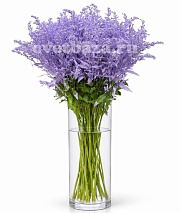 �������� ��������