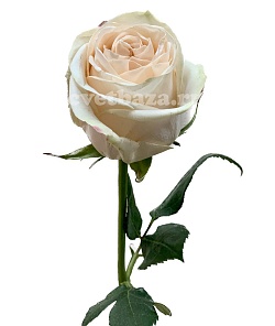 Wedding Rose (Веддинг Роуз)