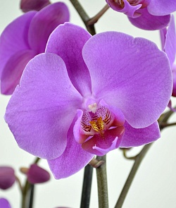 Орхидея Фаленопсис №3