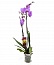 Орхидея Фаленопсис №3