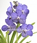 Орхидея Ванда синяя