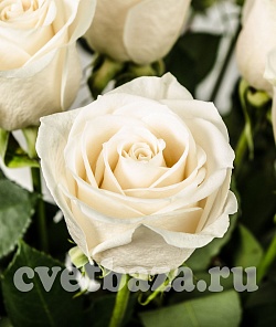  Vendela () 70 