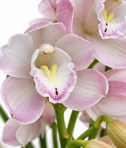 ������� ���������