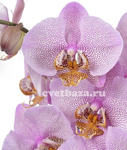 Орхидея фаленопсис №15 Сереневый с рисунком