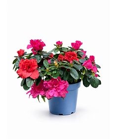 ������ ����