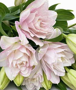 ����� �������