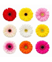 ������� � ������������ 