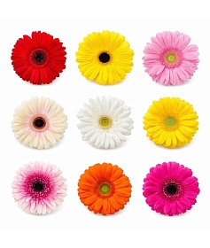 ������� � ������������ 