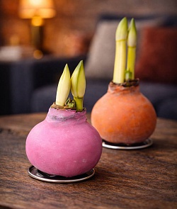 �������� (����������) � �����