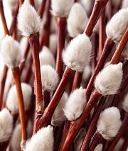 ����� (�����)