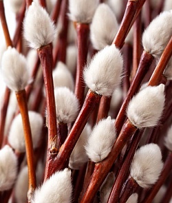 ����� (�����)