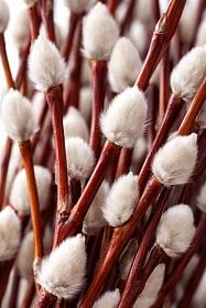 ����� (�����)