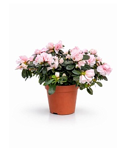 ������ ����������