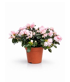 ������ ����������