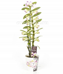 Орхидея Дендробиум (Сиреневый)