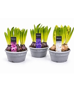 ������� 5 �������