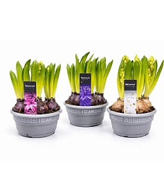 ������� 5 �������