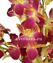 Орхидея Дендробиум Желто Фиолетовый